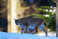 Luchs - Zum Vergroessern klicken!